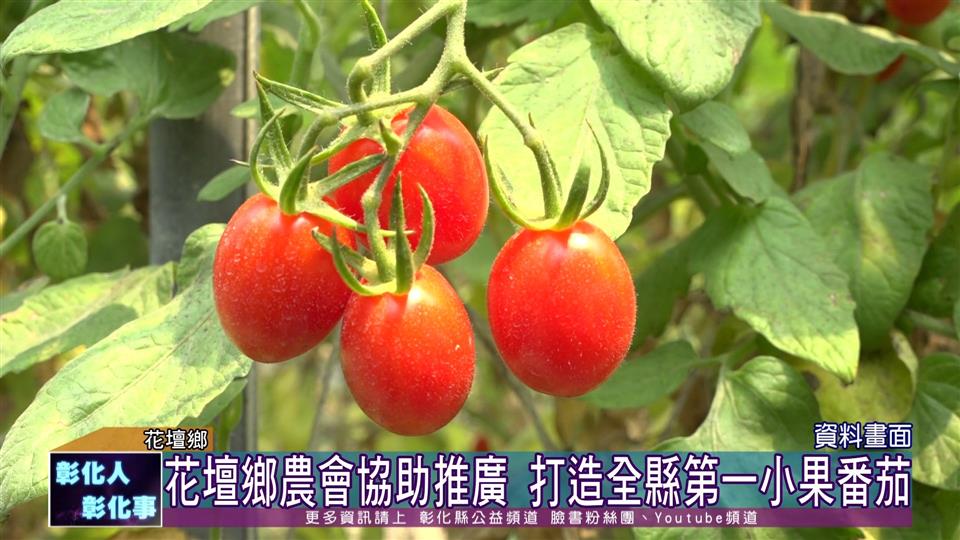 111-12-09 打造全縣第一小果番茄 花壇冠軍小果番茄上市